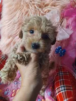 Audrey's boy. , a male Maltipoo and Maltese for sale in Conway, SC – Photo 1 of 4