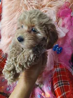 Audrey's boy. , a male Maltipoo and Maltese for sale in Conway, SC – Photo 3 of 4