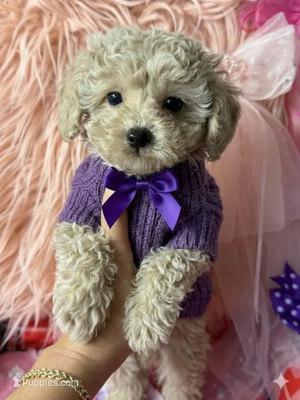 Ruby's purple 💜 boy – Maltipoo, Poodle - Toy  puppy for sale in Conway, SC