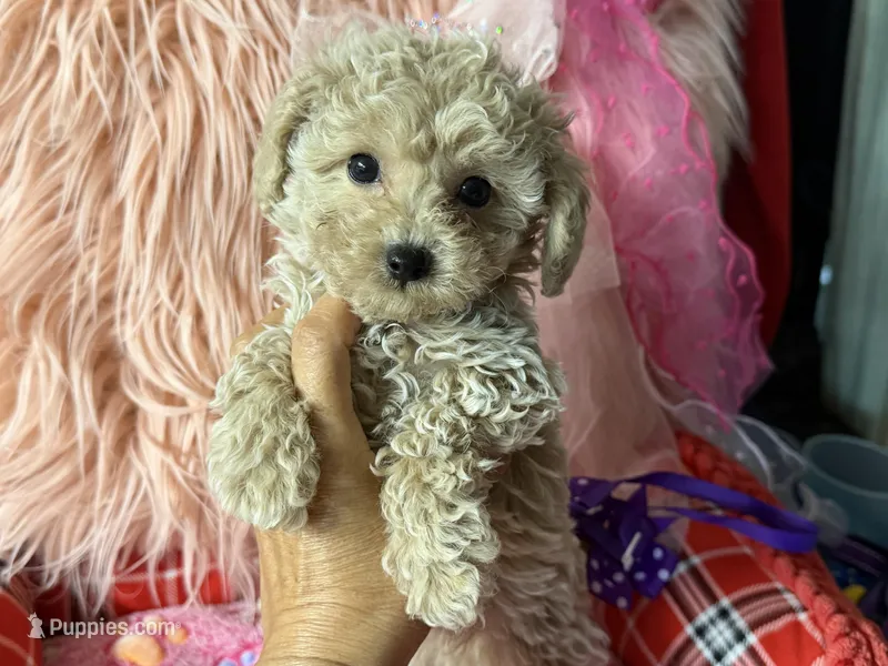Ruby's purple 💜 boy – Maltipoo, Poodle - Toy  puppy for sale in Conway, SC