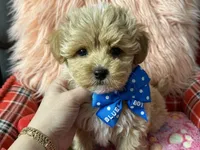 Chloe’s blue boy, a male Maltipoo and Maltese for sale in Conway, SC – 2 of 5