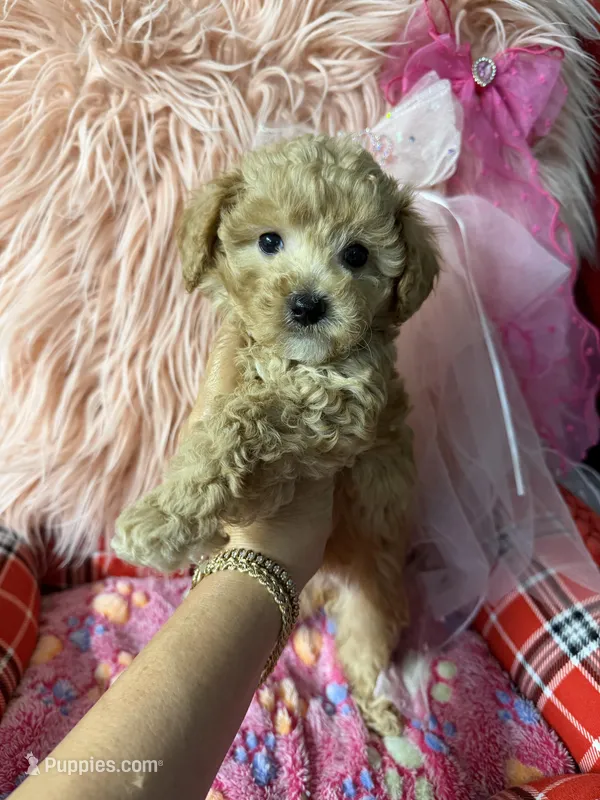Daisy’s orange girl  – Maltipoo, Poodle - Toy  puppy for sale in Conway, SC