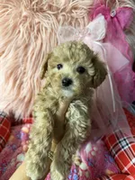 Daisy’s orange girl , a female Maltipoo and Poodle - Toy  for sale in Conway, SC – Photo 3 of 5