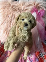 Daisy’s orange girl , a female Maltipoo and Poodle - Toy  for sale in Conway, SC – Photo 5 of 5