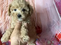 Daisy’s orange girl , a female Maltipoo and Poodle - Toy  for sale in Conway, SC – Photo 2 of 5