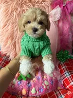 Chloe’s green boy, a male Maltipoo and Maltese for sale in Conway, SC – 2 of 4
