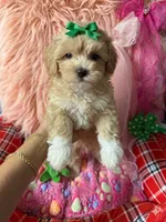 Chloe’s green boy, a male Maltipoo and Maltese for sale in Conway, SC – 3 of 4