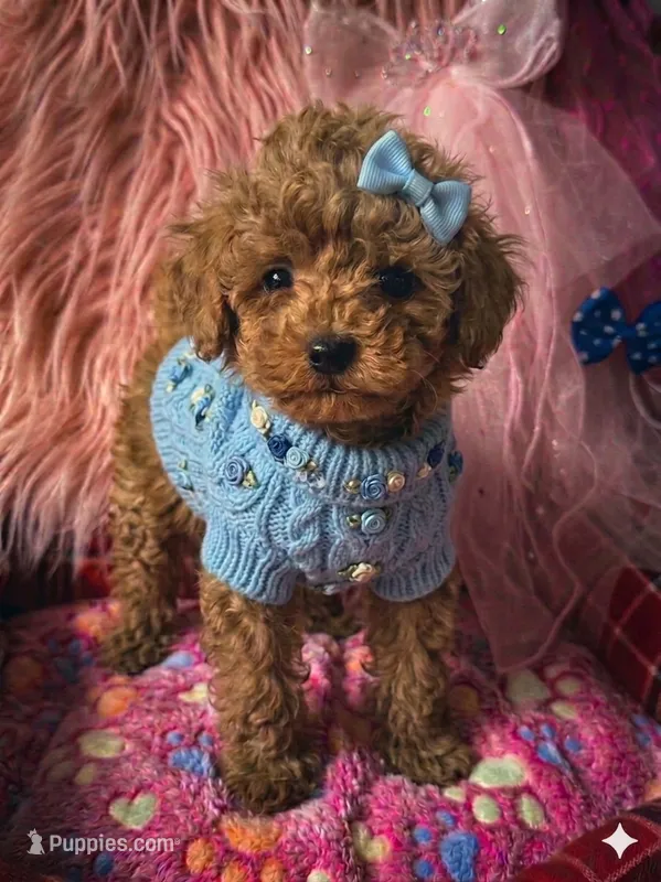 Daisy’s blue boy – Maltipoo, Poodle - Toy  puppy for sale in Conway, SC
