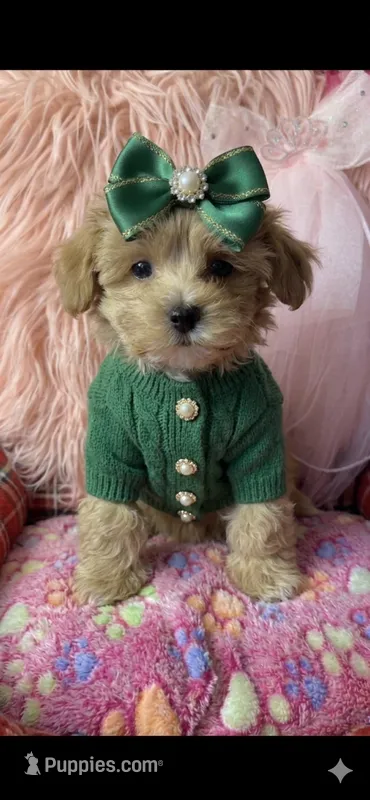 Chloe’s green boy – Maltipoo, Maltese puppy for sale in Conway, SC