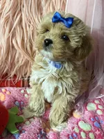 Chloe’s blue boy, a male Maltipoo and Maltese for sale in Conway, SC – 5 of 5