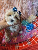 Jazz's blue boy (hold), a male Maltipoo for sale in Conway, SC – Photo 4 of 7