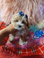 Jazz's blue boy (hold), a male Maltipoo for sale in Conway, SC – Photo 2 of 7