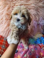 Jazz's blue boy (hold), a male Maltipoo for sale in Conway, SC – Photo 5 of 7
