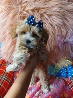 Jazz's blue boy (hold), a male Maltipoo for sale in Conway, SC – Photo 6 of 7