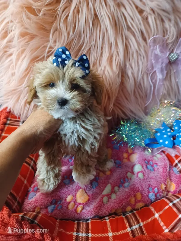 Jazz's blue boy (hold), a male Maltipoo for sale in Conway, SC – Photo 1 of 7