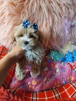 Jazz's blue boy (hold), a male Maltipoo for sale in Conway, SC – Photo 1 of 7