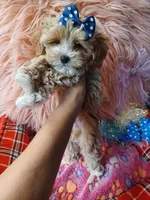 Jazz's blue boy (hold), a male Maltipoo for sale in Conway, SC – Photo 3 of 7