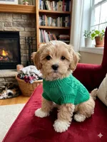 Chloe’s green boy, a male Maltipoo and Maltese for sale in Conway, SC – 1 of 4