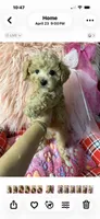 Bella, a female Maltipoo for sale in Conway, SC – 3 of 4