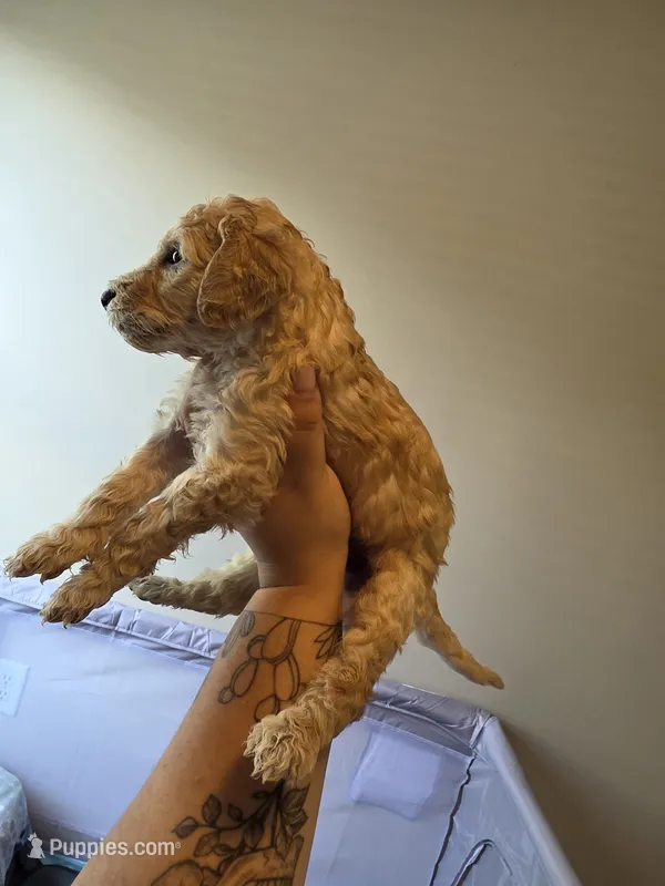 No name yet – Poodle - Standard  puppy for sale in Snellville, GA