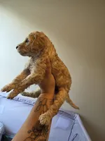 No name yet, a male Poodle - Standard  for sale in Snellville, GA – 1 of 2
