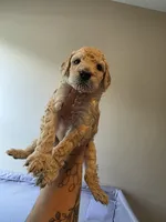 No name yet, a male Poodle - Standard  for sale in Snellville, GA – 2 of 2