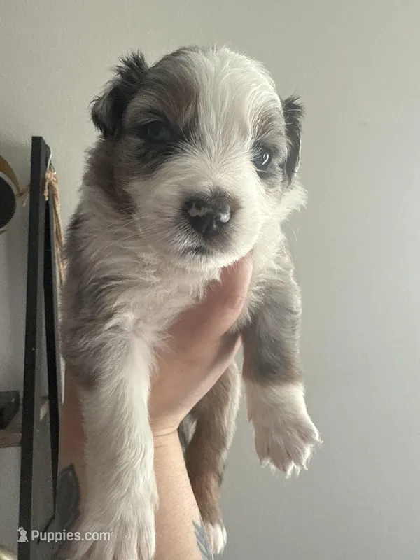 Yellow – Australian Shepherd puppy for sale in Port Saint Lucie, FL