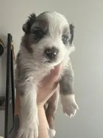 Yellow, a female Australian Shepherd for sale in Port Saint Lucie, FL – Photo 2 of 4