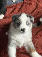 Yellow, a female Australian Shepherd for sale in Port Saint Lucie, FL – Photo 3 of 4