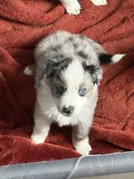 Yellow, a female Australian Shepherd for sale in Port Saint Lucie, FL – Photo 4 of 4