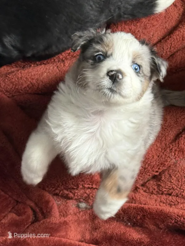 Yellow – Australian Shepherd puppy for sale in Port Saint Lucie, FL