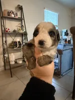 Green, a male Australian Shepherd for sale in Port Saint Lucie, FL – Photo 2 of 2