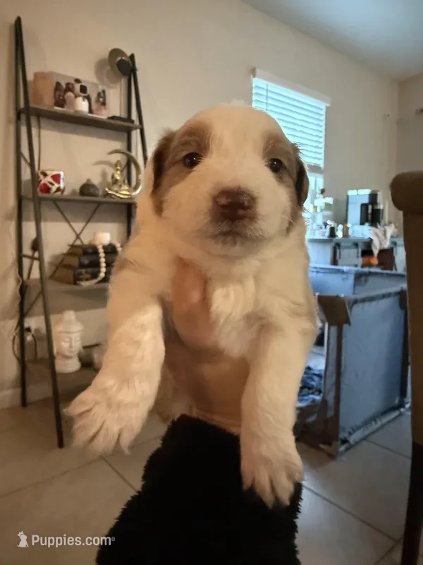 Blue – Australian Shepherd puppy for sale in Port Saint Lucie, FL