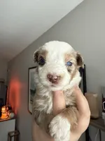 Purple, a female Australian Shepherd for sale in Port Saint Lucie, FL – Photo 1 of 3