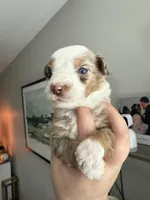 Purple, a female Australian Shepherd for sale in Port Saint Lucie, FL – Photo 2 of 3