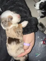 Purple, a female Australian Shepherd for sale in Port Saint Lucie, FL – Photo 3 of 3