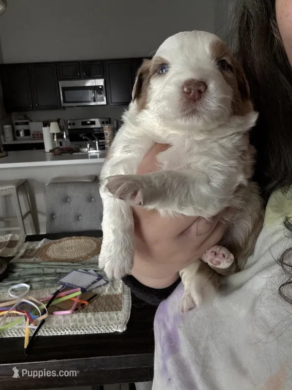 Pink – Australian Shepherd puppy for sale in Port Saint Lucie, FL