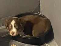 Chewy, a female Australian Shepherd for sale in Port Saint Lucie, FL – Photo 2 of 2