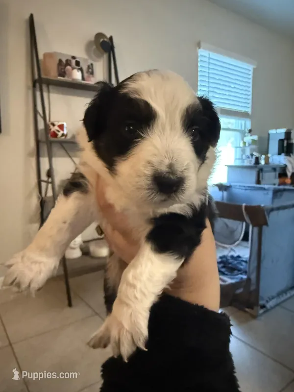 Red – Australian Shepherd puppy for sale in Port Saint Lucie, FL