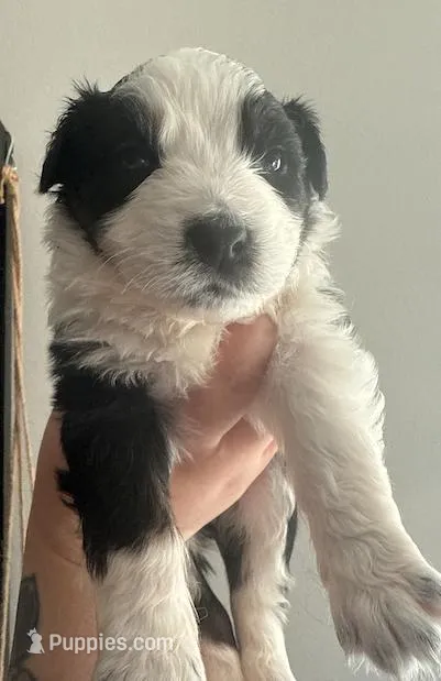 Orange – Australian Shepherd puppy for sale in Port Saint Lucie, FL