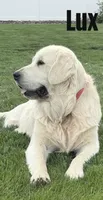 Theo, a male Golden Retriever and English Cream Golden Retriever for sale in Rigby, ID – 8 of 10