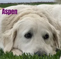 yukon x aspen, a  Golden Retriever and English Cream Golden Retriever for sale in Rigby, ID – 1 of 9