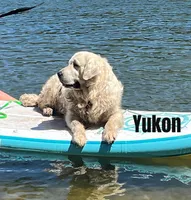 yukon x aspen, a  Golden Retriever and English Cream Golden Retriever for sale in Rigby, ID – 9 of 9