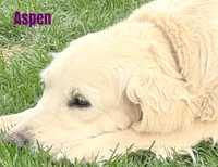 yukon x aspen, a  Golden Retriever and English Cream Golden Retriever for sale in Rigby, ID – 6 of 9