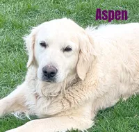 yukon x aspen, a  Golden Retriever and English Cream Golden Retriever for sale in Rigby, ID – 2 of 9