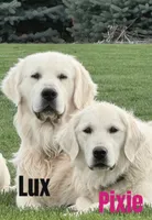 Theo, a male Golden Retriever and English Cream Golden Retriever for sale in Rigby, ID – 10 of 10