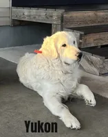 yukon x aspen, a  Golden Retriever and English Cream Golden Retriever for sale in Rigby, ID – 7 of 9