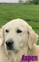 yukon x aspen, a  Golden Retriever and English Cream Golden Retriever for sale in Rigby, ID – 3 of 9