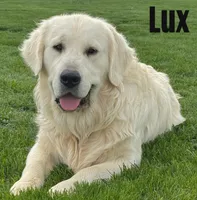Theo, a male Golden Retriever and English Cream Golden Retriever for sale in Rigby, ID – 3 of 10