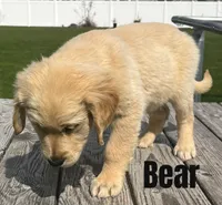 Bear, a male Golden Retriever for sale in Rigby, ID – Photo 6 of 9